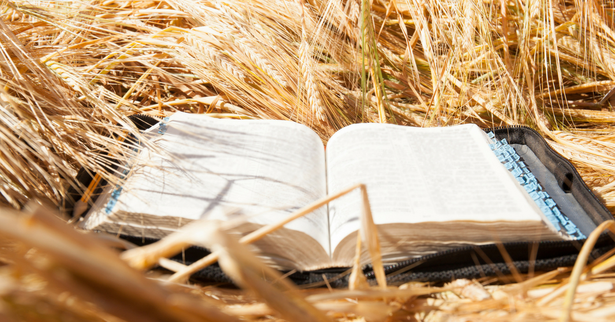 Boa Semente Boa Semente