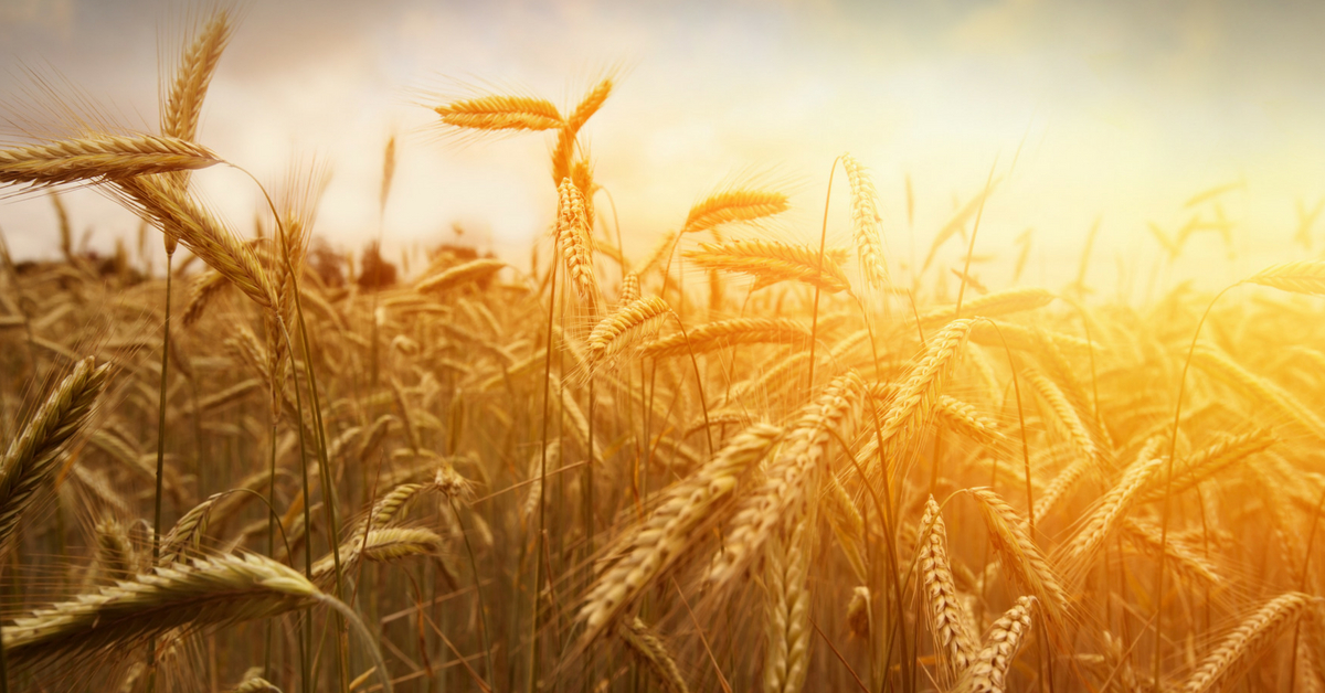 La Buena Semilla - Fundación Bíblica La Buena Semilla